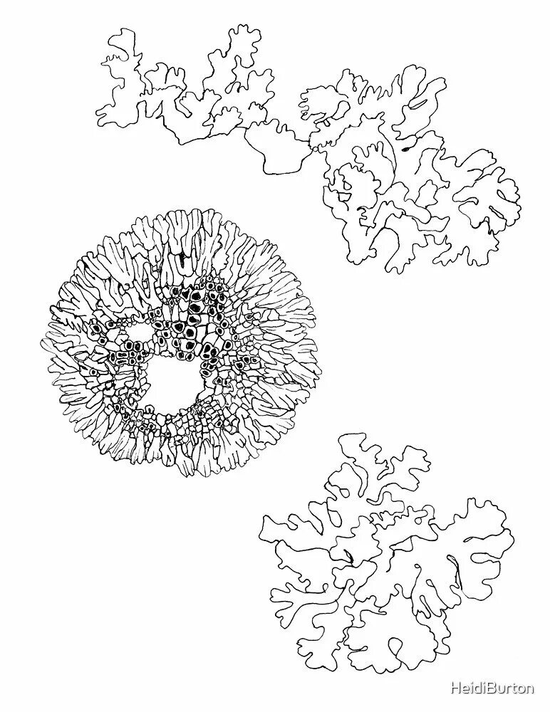 Лишайники раскраска. Лишайник рисунок. Лишайник раскраска для детей. Нарисовать лишайник. Семя лишайника