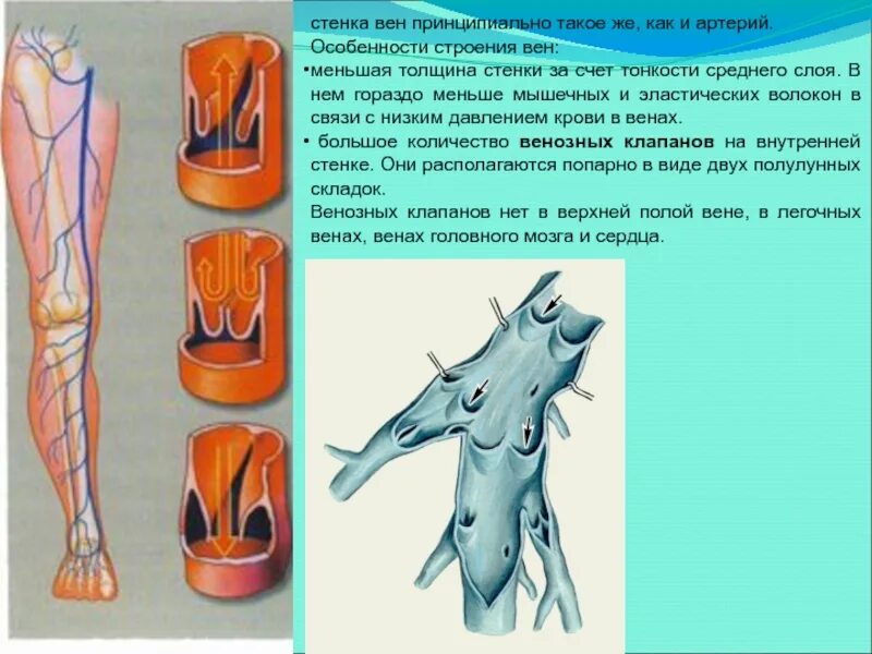 Особенности строения вен. Особенности строения стенки вен. Особенности строения вены. Органные особенности вен и артерий.