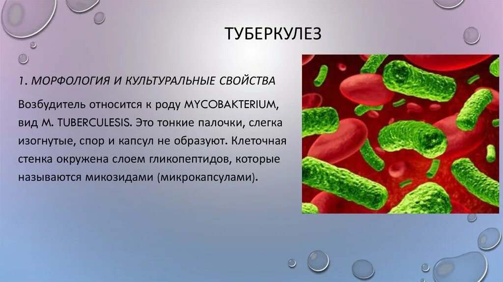 Возбудитель инфекции туберкулеза