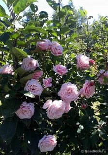 Rose time