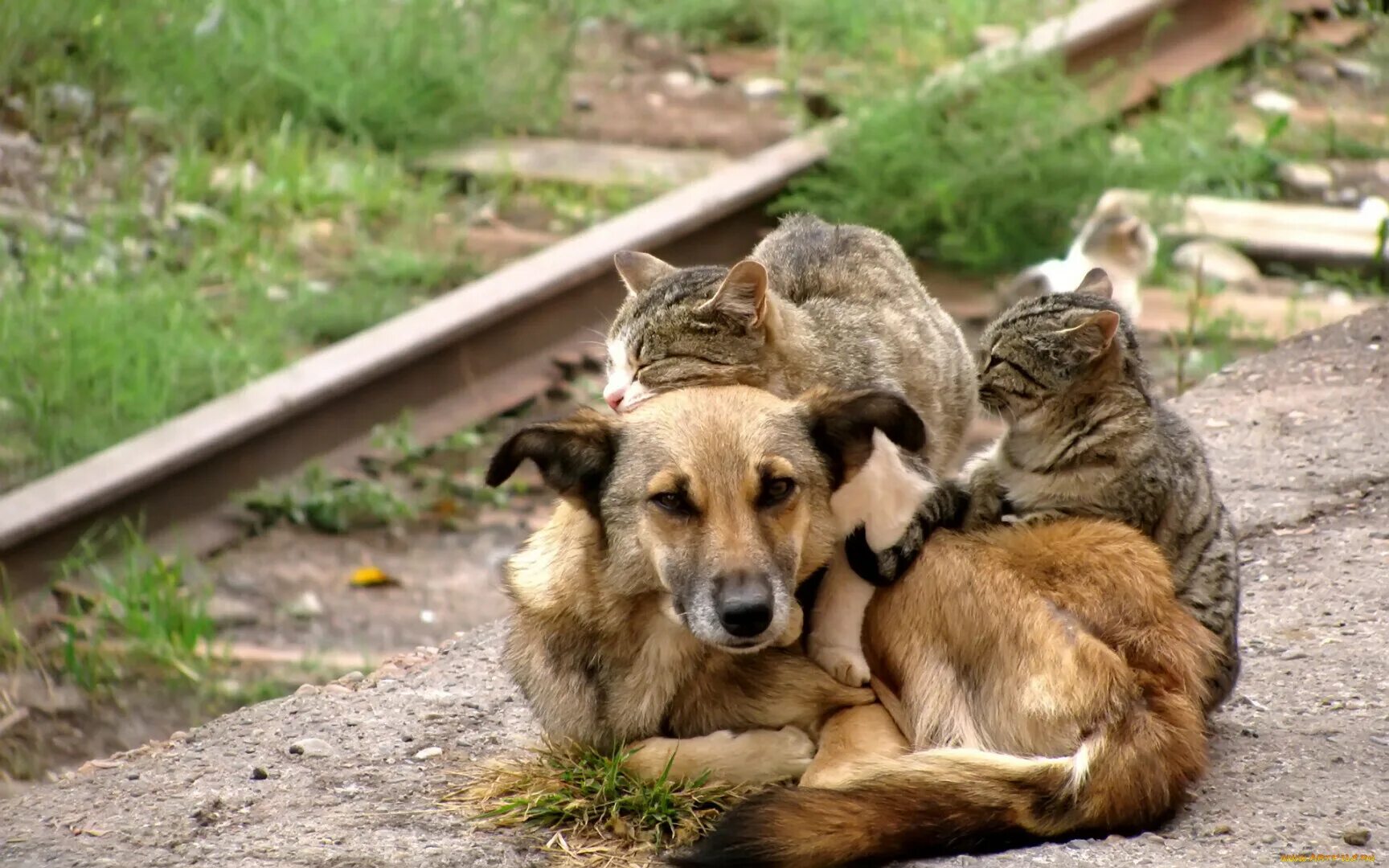 Бездомные животные. Бездомные собаки. Бездомные кошки и собаки. Бродячие собаки. Кидать животных