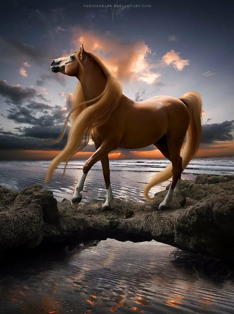 Кигер Мустанг гнедой. Красивые лошади. Красивый конь. Очень красивые лошади.