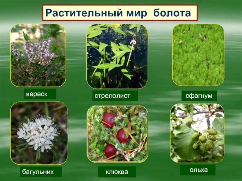 3 растительное сообщество. Растительный мир. растительное сообщество болото. растительные сообщества болот. растительный мир болота.