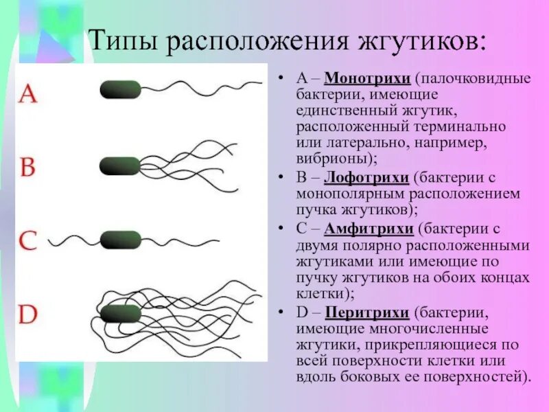 Лофотрихи. Монотрихи амфитрихи. Монотрихи лофотрихи амфитрихи. Жгутики монотрихи лофотрихи. Расположение жгутиков монотрихи.