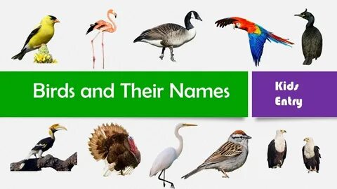 Bird example