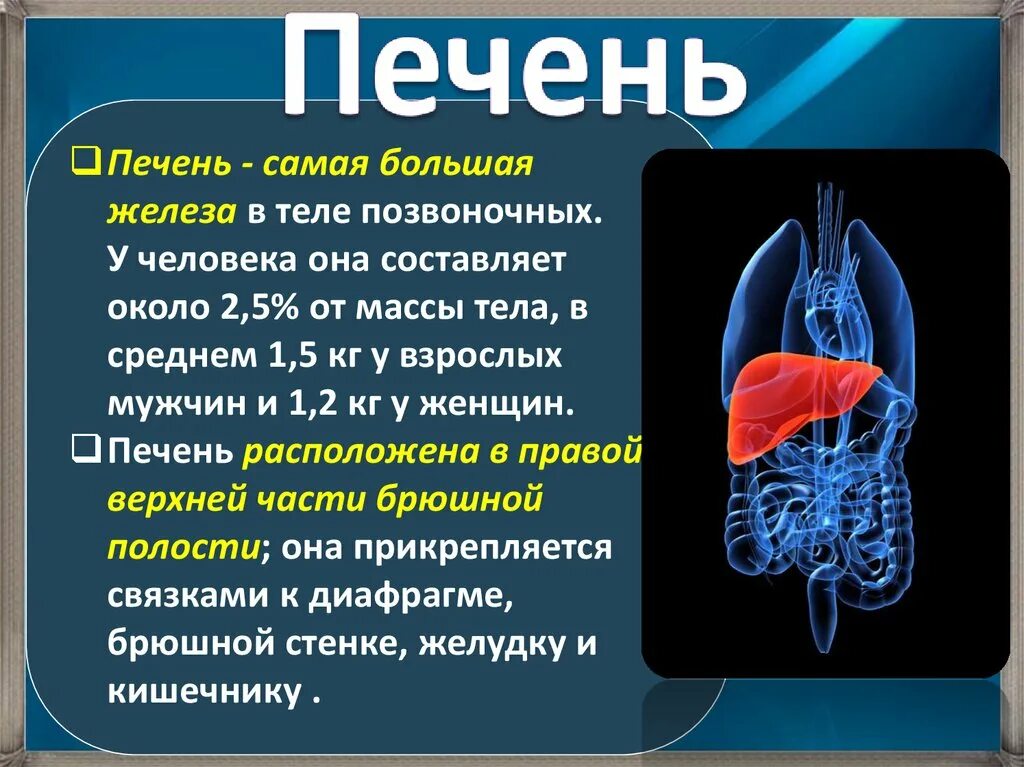 Печень является органом. Информация о органах человека.