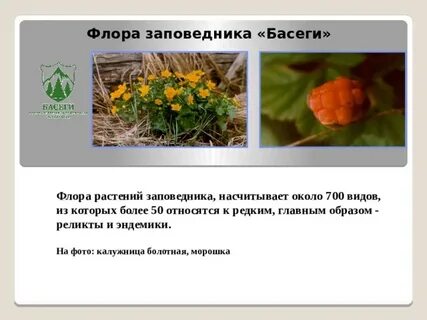 Описание типа растительности в заповеднике