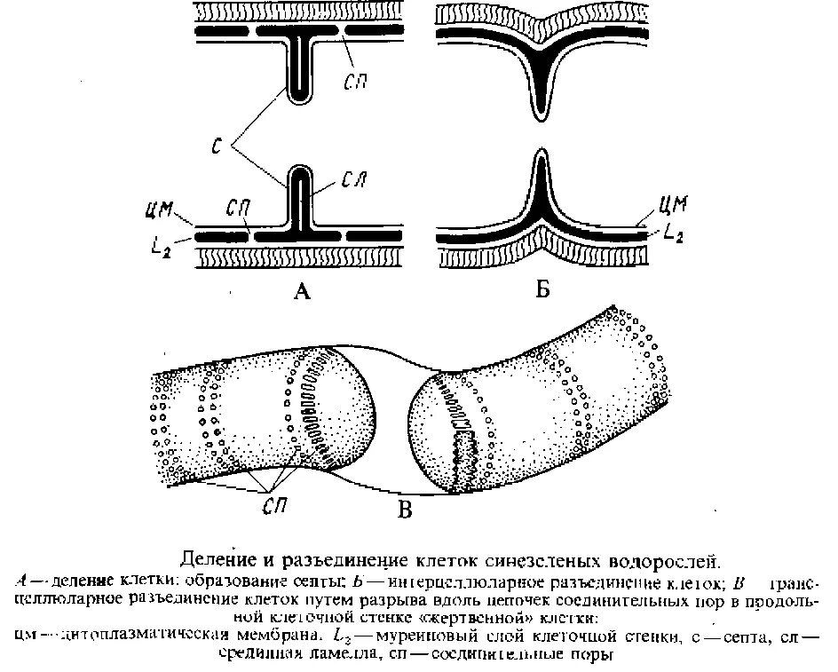 Осциллатория строение клетки. Строение осциллатории. Строение клетки осциллятории. Внутреннее строение осциллатории.