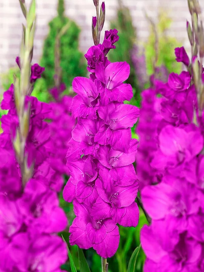 гладиолус луковицы вайлдберрис. гладиолус уфа. луковичные георгины гладиоус. интернет магазин гладиолусы недорого. горшечные гладиолусы.