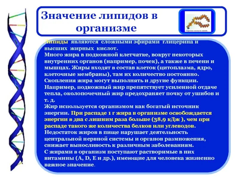 Липиды в организме человека
