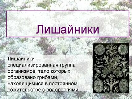 Лишайники группы организмов