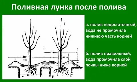 Когда сажать яблони