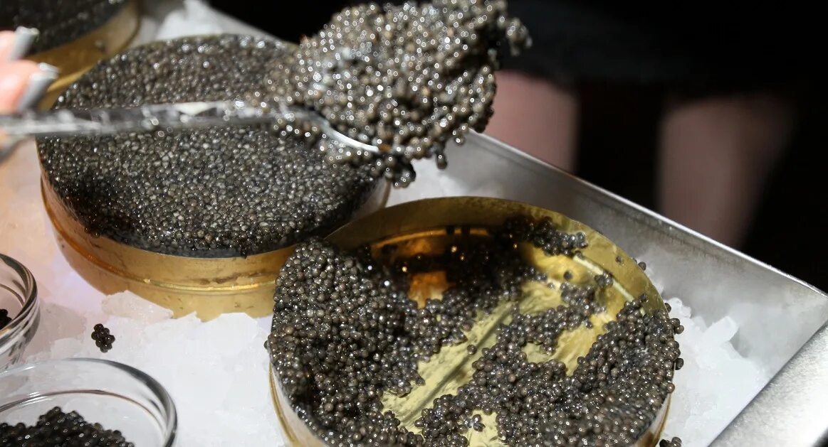 Можно ли вывозить черную икру. Икра сибирского осетра. Икра черная осетровая. Икра черная осетровая 113г стекло. Самая дешевая в мире черная икра.