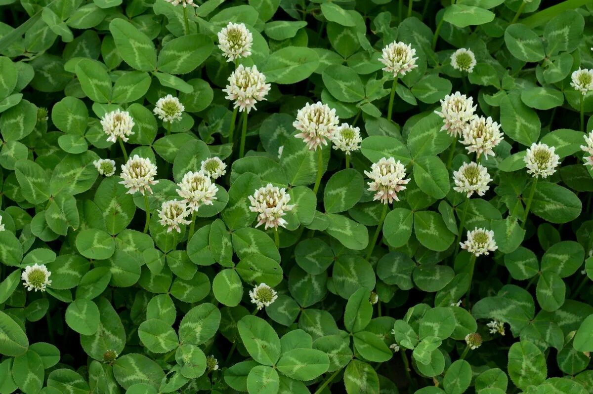 Ползучий клевер для газона. Клевер ползучий (Trifolium repens). Клевер ползучий белый Нанук. Белый Клевер, Trifolium repens газон. Клевер Луговой белый.