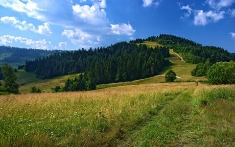 Лесистые равнины