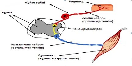 Порно оны куннилингус арқылы оятты