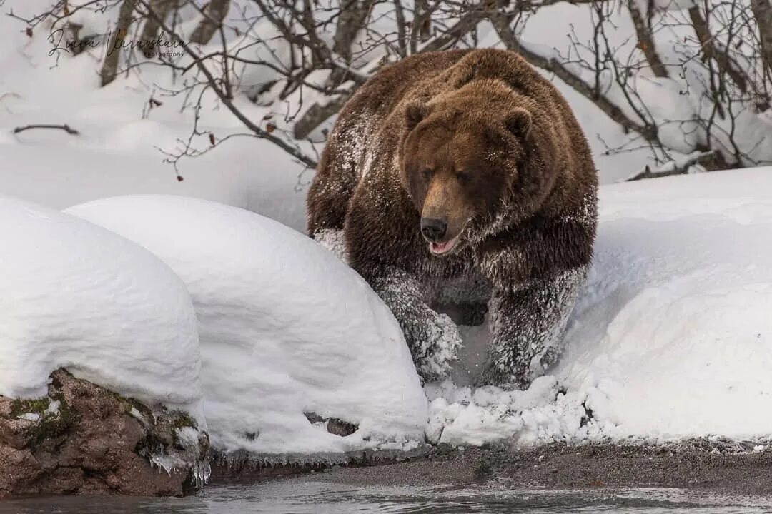 Медведь зимой. Зимняя спячка медведя. Белый медведь в спячке. Бурый медведь зимой.