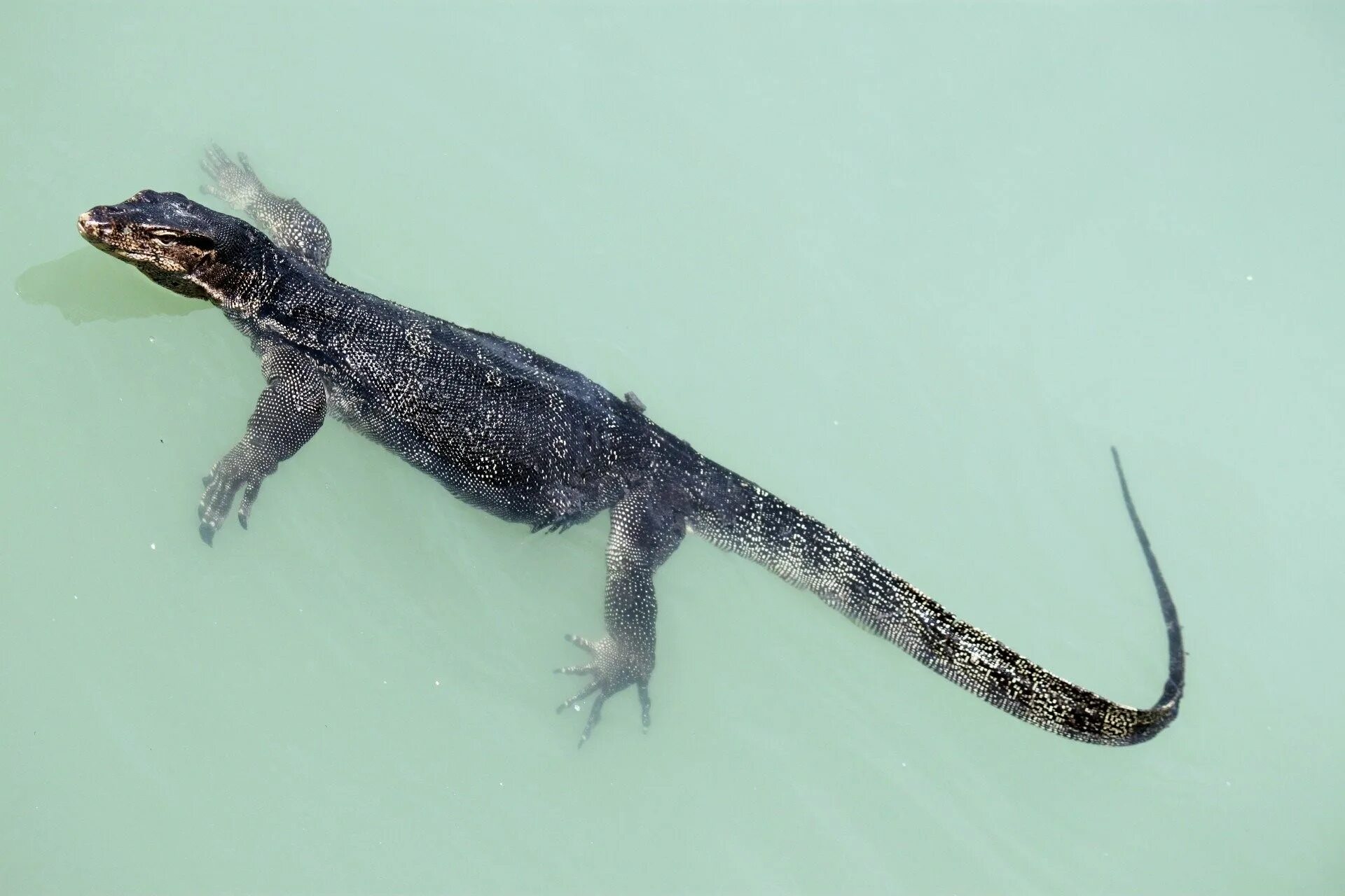 Рептилии живущие в воде. Тритон ящерица. Василиск ящерица. Морской Варан. Водоплавающие ящерицы.