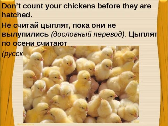 Your chickens. Цыплят по осени считают. Цыплята считать пословица. Цыплят по осени считают картинки. Почему цыплят по осени считают.