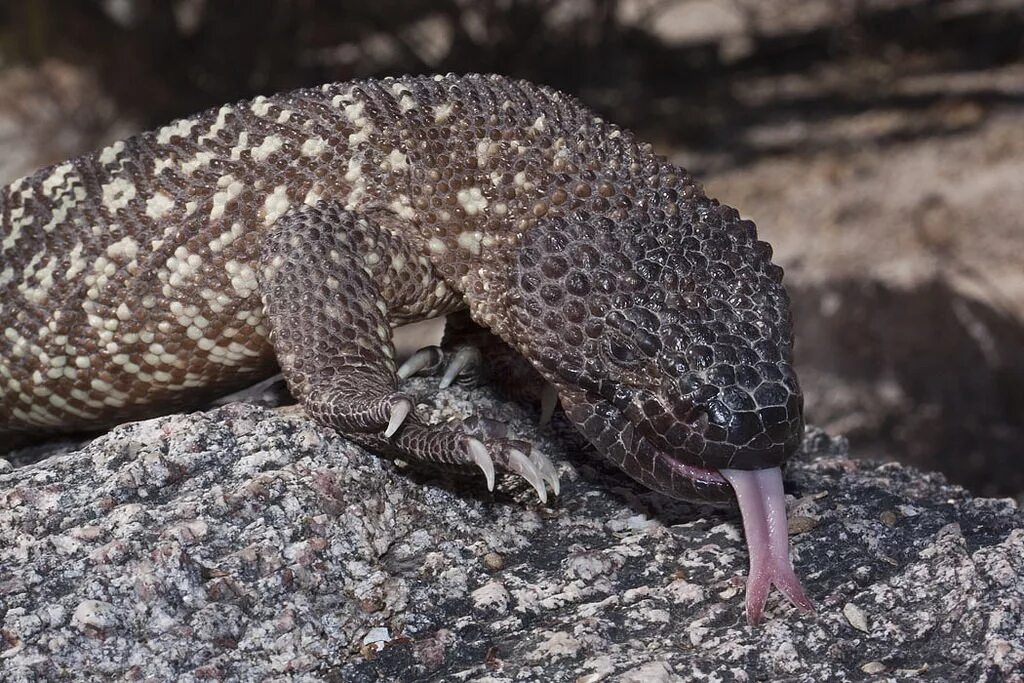 ядозуб жилатье. аризонский ядозуб. ядозуб варан. мексиканский ядозуб. ящерица жилатье ядозуб.