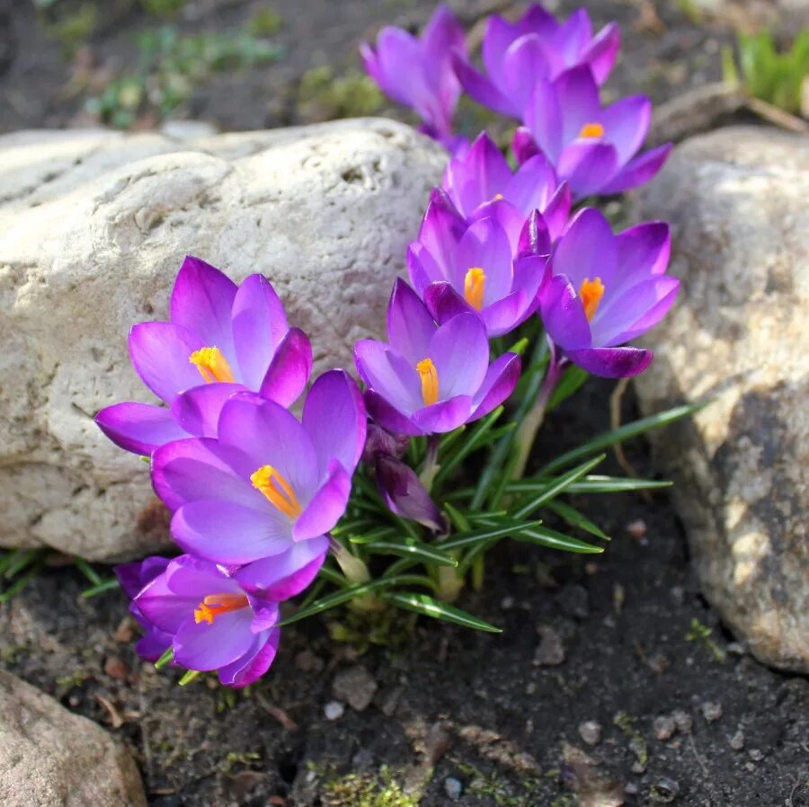 Ранние растущие цветы. Крокусы многолетники. Альпийский Крокус. Альпийский Крокус цветы. Крокус Шафран весенний.