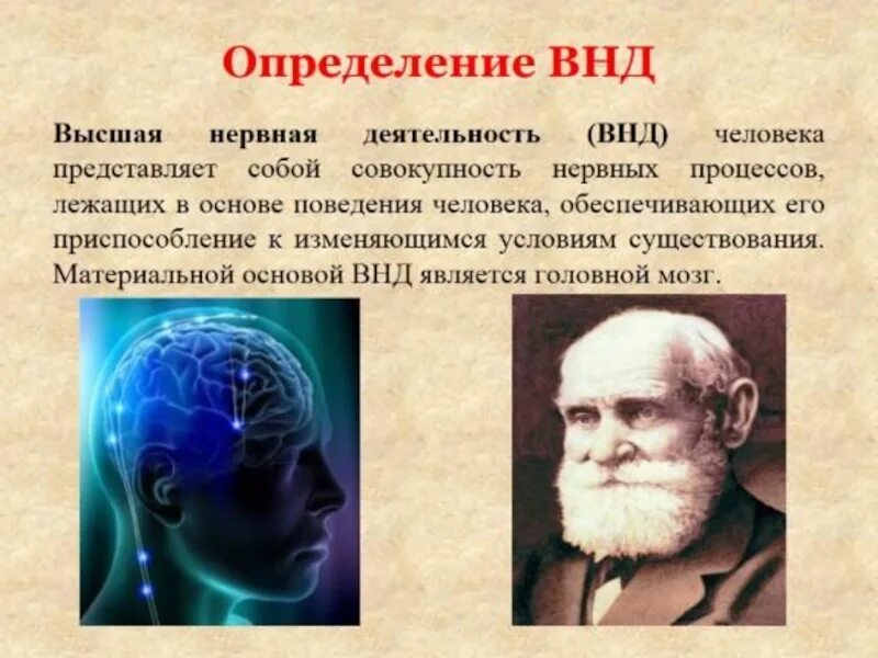 Высшая нервная деятельность (ВНД). Термины : Высшая нервная деятельность ( ВНД). Высшая нервная деятельность кратко. Основа высшей нервной деятельности человека.