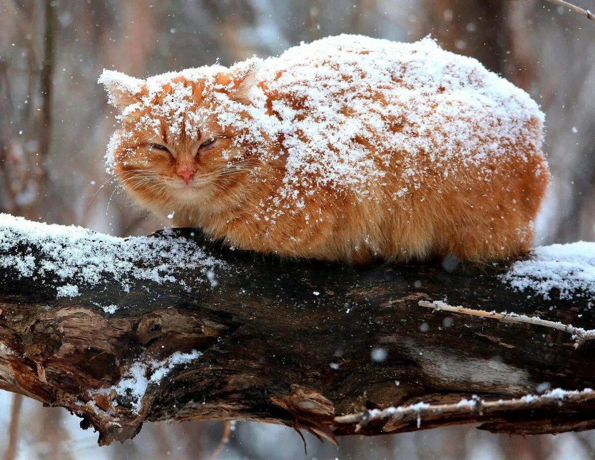 Замерзший кот твикс. Зимние коты. рыжий кот зимой. пушистая зима. кот в снегу.