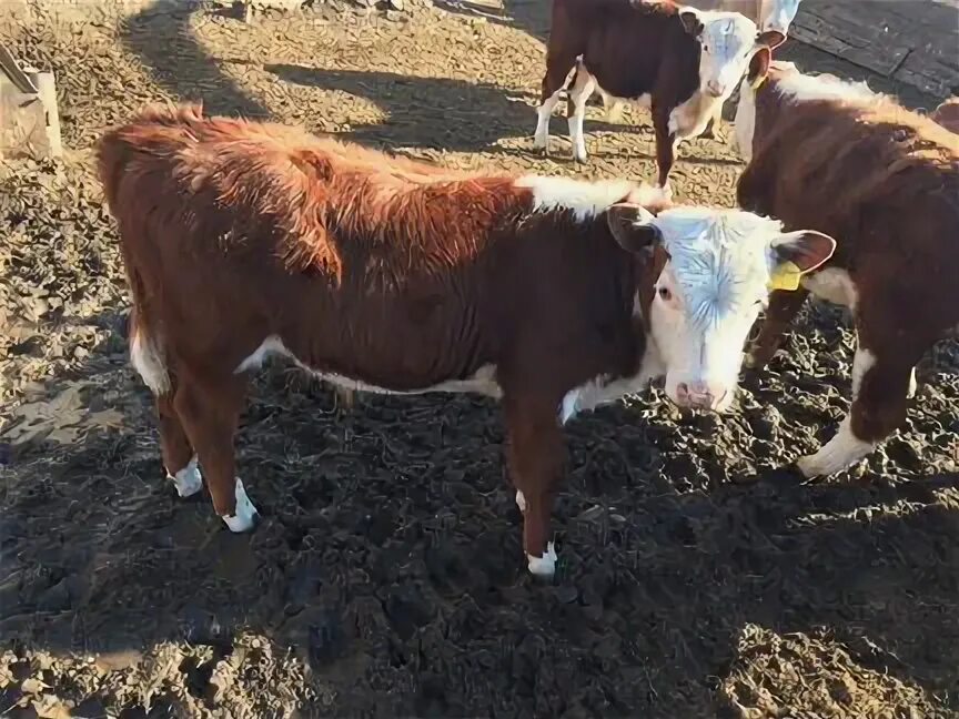 молодняк крс симментальской породы. телята бычки. авито дагестан бычки на продажу. телята бычки ростовская область. закупаем бычков удмуртия.