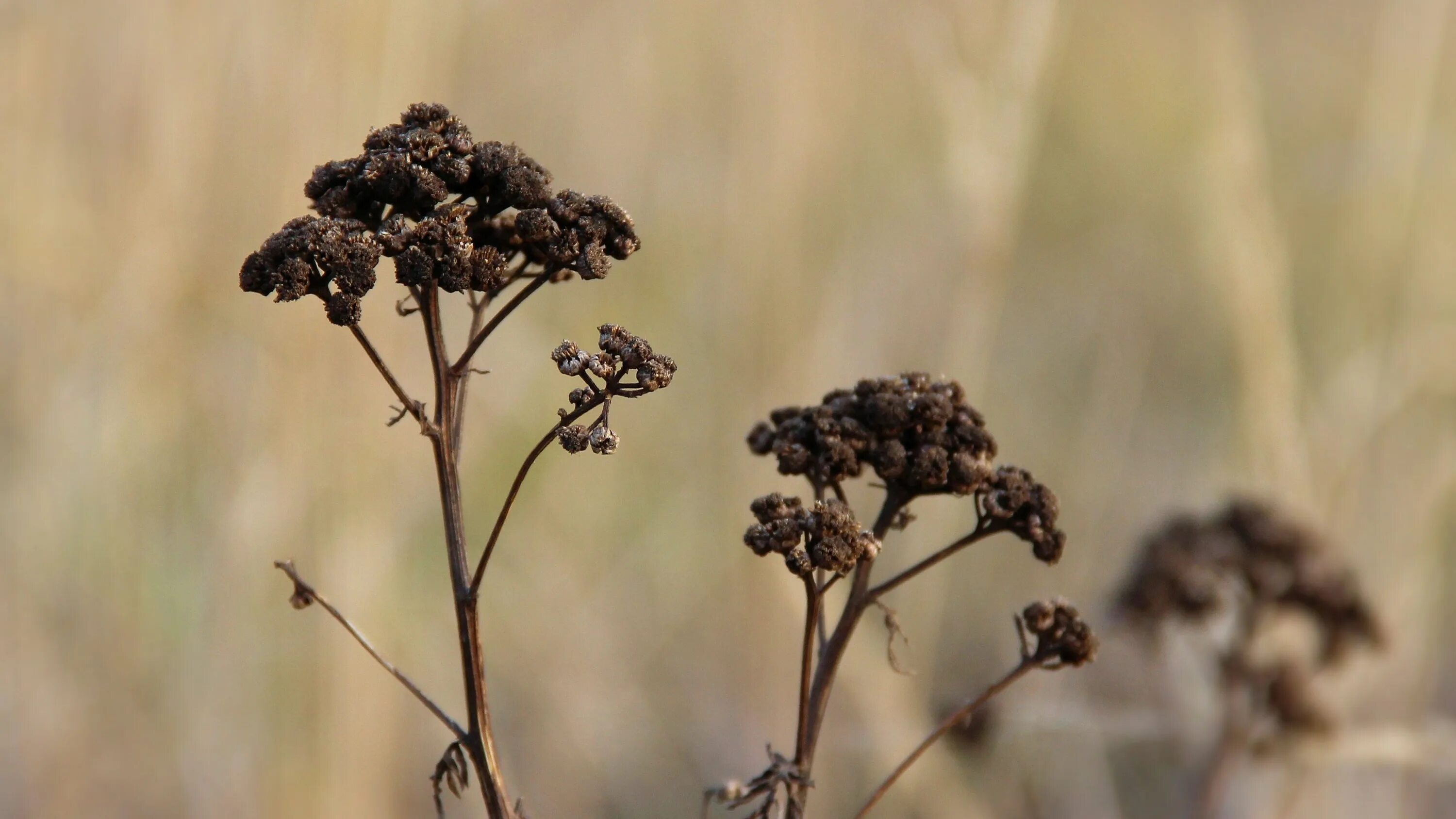 Dry plants. Сухие растения. Выгоренная сухая трава фото.