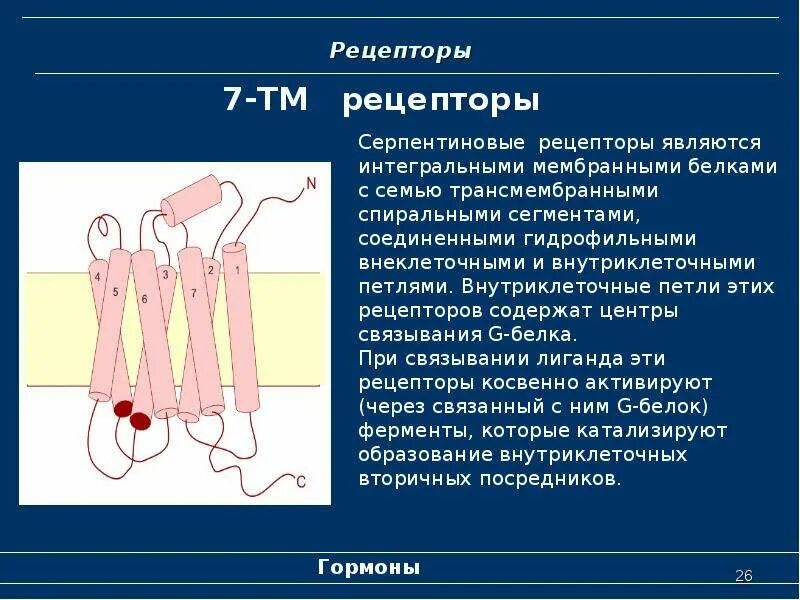 Серпентиновые рецепторы. Трансмембранные рецепторы. Изучение связывания рецептора с лигандом. Трансмембранный сегмент.