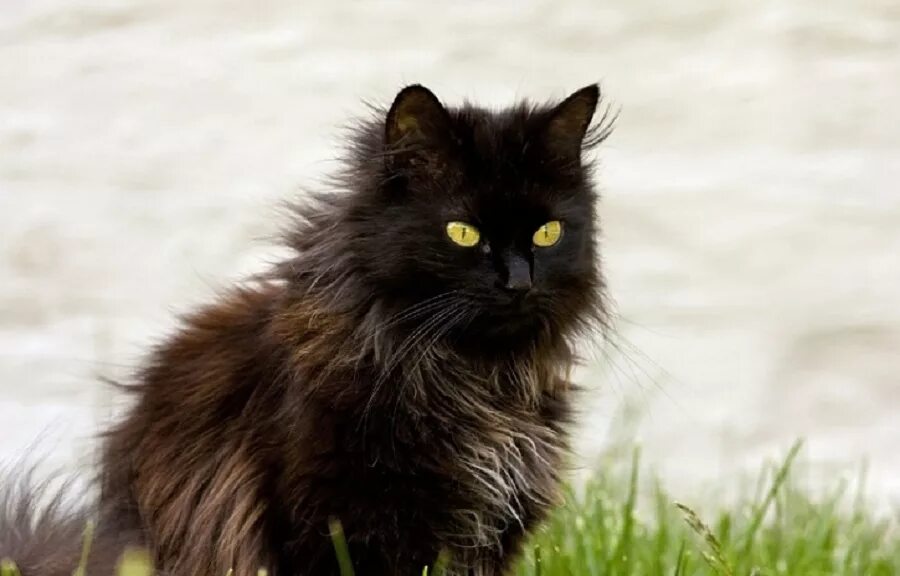 Шантильи-Тиффани порода. Шантильи Тиффани котята. Шантильи (Тиффани-шантильи). Черный кот шантильи Тиффани. Тиффани кошка