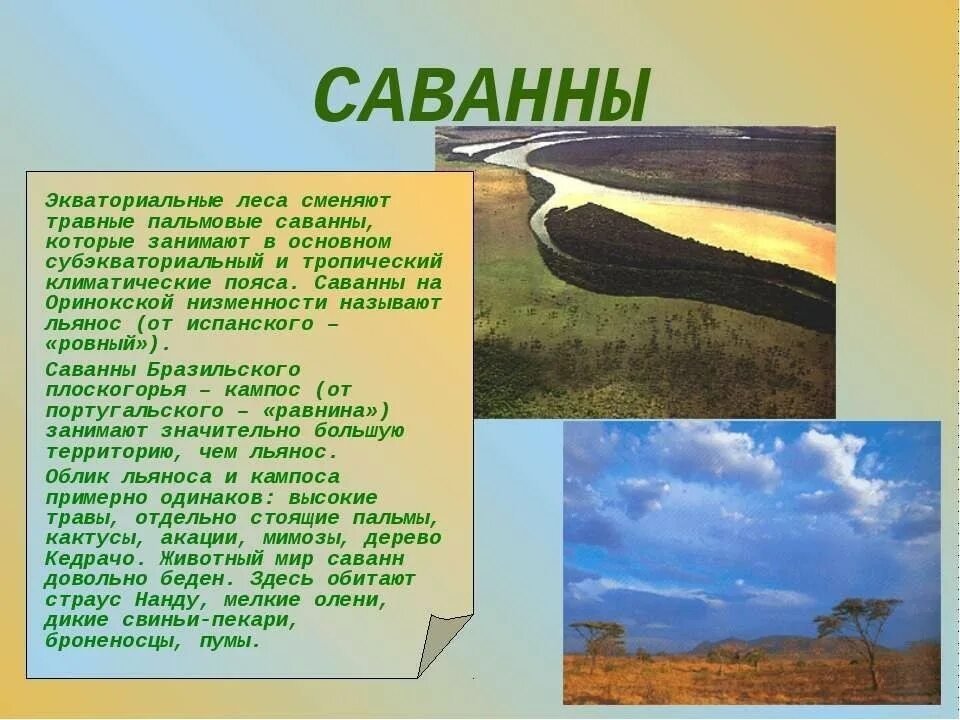Зоны южной америки. Тропический саванны характеристика. Животный мир саванн и редколесий южной америки. Саванны льянос кампос растительность. Растительный и животный мир саванны южной америки.