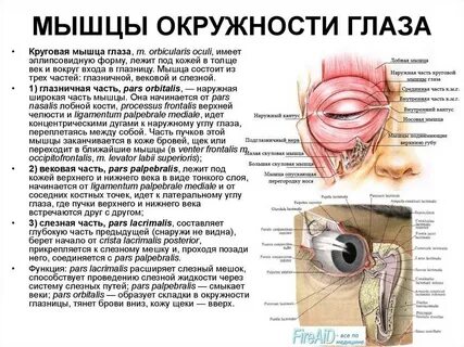 Круговая мышца глаза начало прикрепление и функции