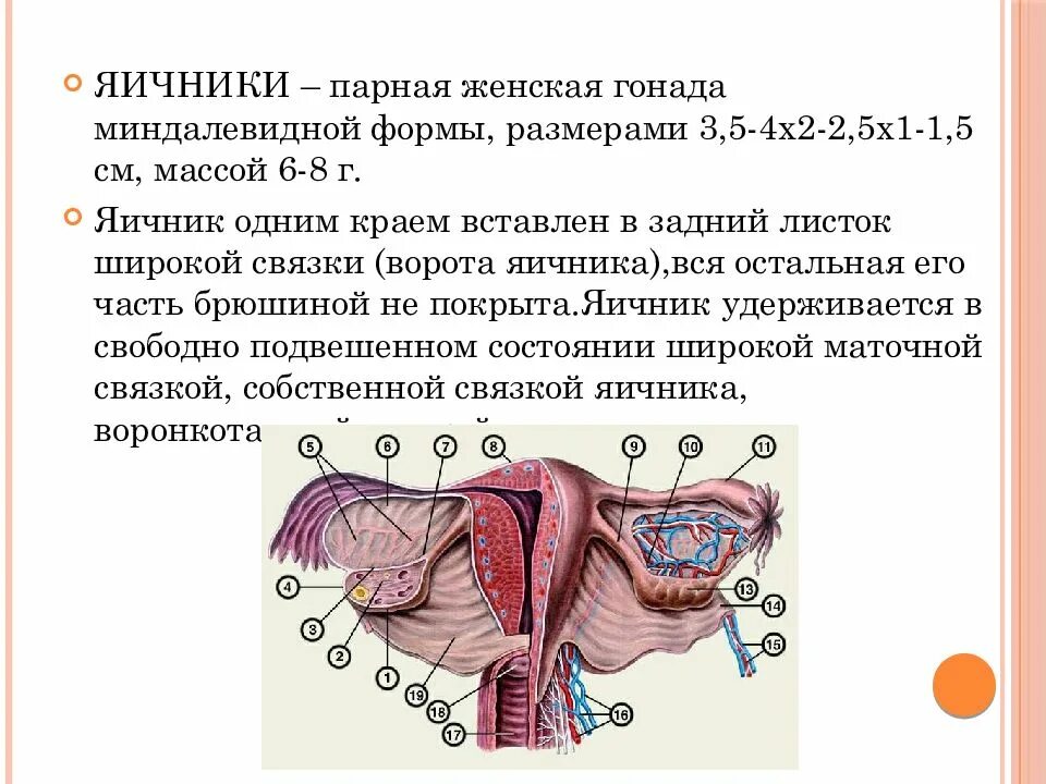 Яичник строение анатомия топография. Женские половые органы яичники. Строение женских яичников. Строение яичника женщины. Железы женских органов