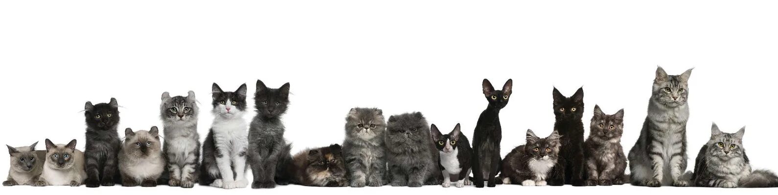 Котики в ряд ответ. Коты на белом фоне много. много котиков. много котиков фон. кошечки на белом фоне в ряд.