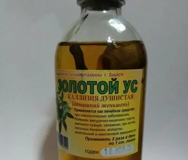 Золотой ус киста