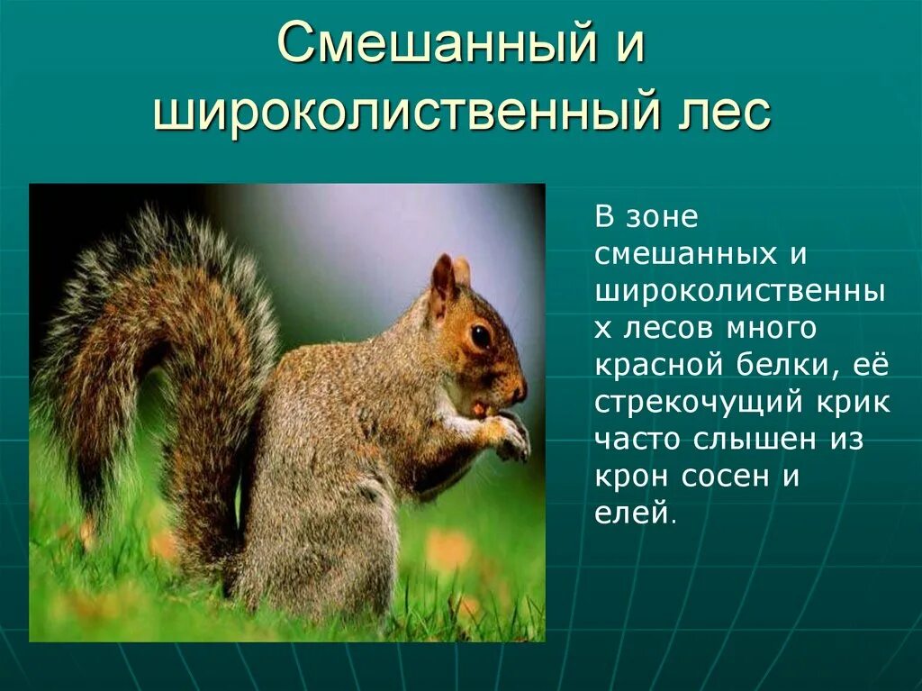 Урок смешанные и широколиственные леса 8 класс. Широколиственный лес лес природная зона. Широколиственные леса презентация. Смешанные и широколиственные леса презентация. Широколиственный лес презентация.