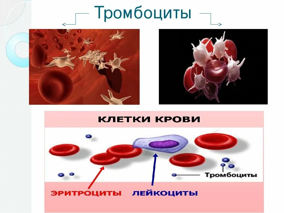 Клетки крови. Тромбоциты. Тромбоциты в крови. Эритроциты лейкоциты тромбоциты.