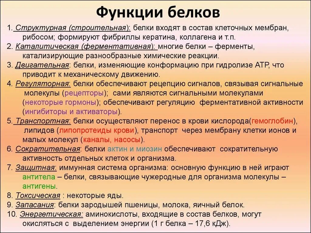 Белки выполняющие сократительную функцию в организме