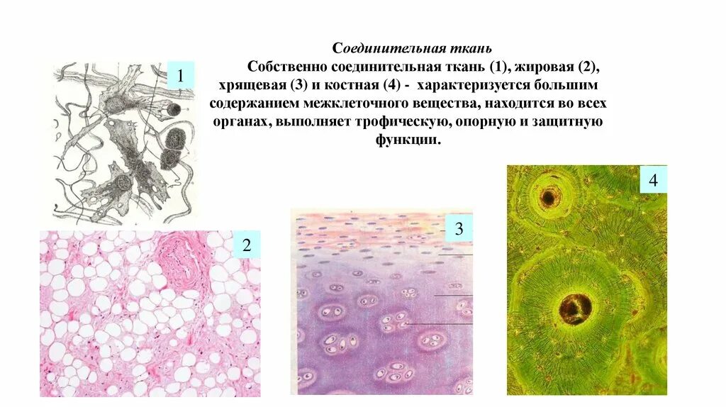 Собственно соединительная. Собственно соединительная
