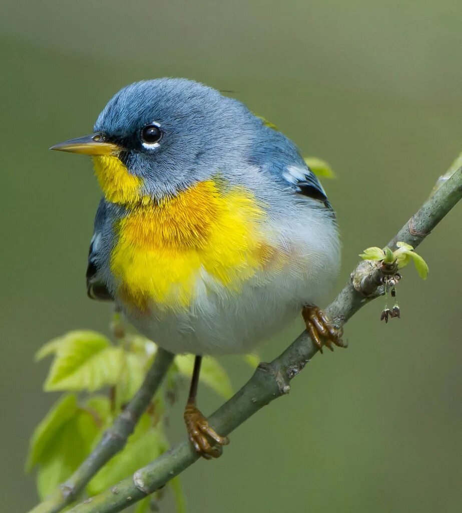 Parula Warbler. Желто синяя птица. Маленькие желтые птички