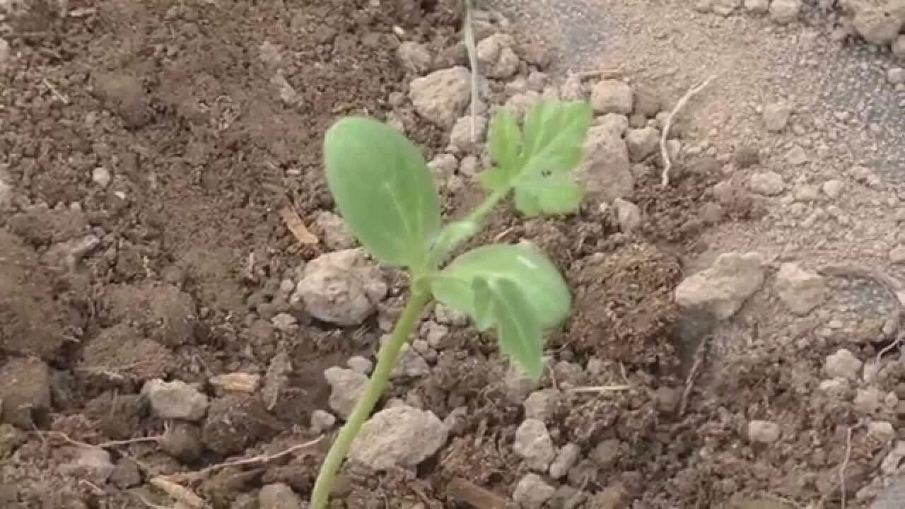 Рассада дыни всходы. Посадка арбузов в открытый грунт рассадой. Рассада дыни в открытом грунте. Посадка бахчи семенами в открытый грунт. Высадка арбуза в грунт