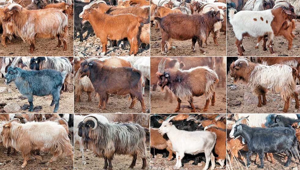 Козы разных пород. Породы коз. Монгольская порода коз. Маргельская порода коз. Дитя разных пород 6 букв
