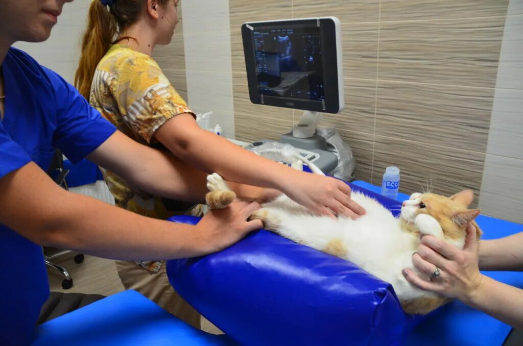 Ветклиника севастополь на античном. Античный 18 ветклиника севастополь. Серпуховская. Ветмир античный просп. Ветеринарная клиника на корабельной стороне севастополь.