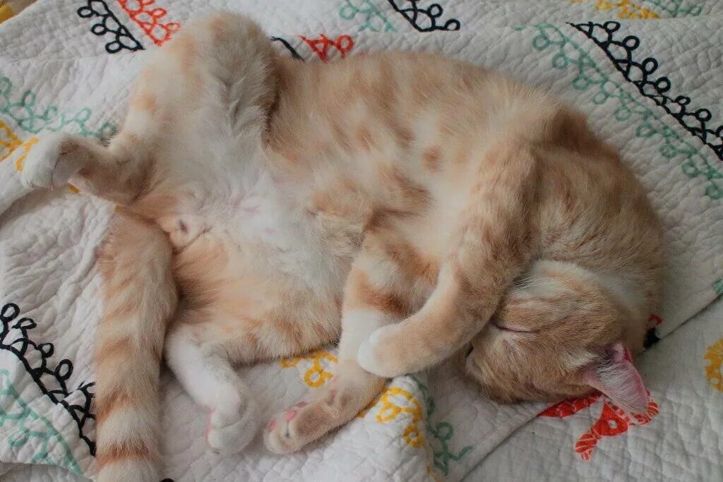 Почему кот ложится на живот. Кошачий животик. пузатый котенок. пузико рыжего кота.
