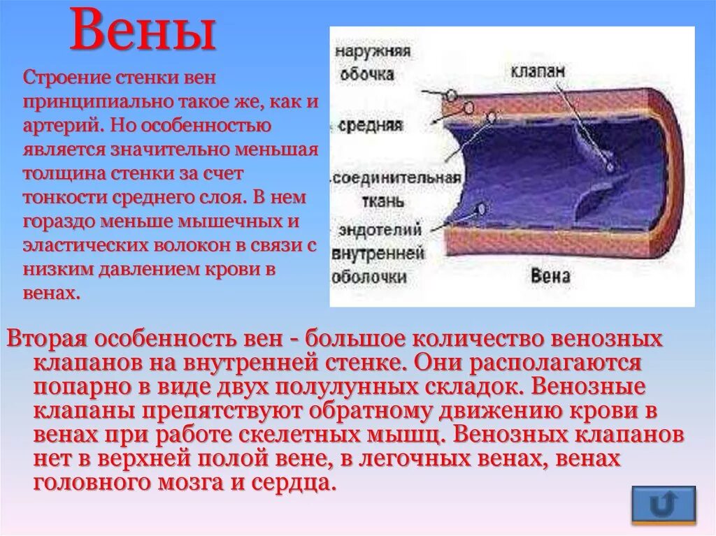 Строение стенки венозного сосуда. Структура стенки венозного сосуда. Вены слои стенок. Особенности строения стенки вен. Вены характеризуются