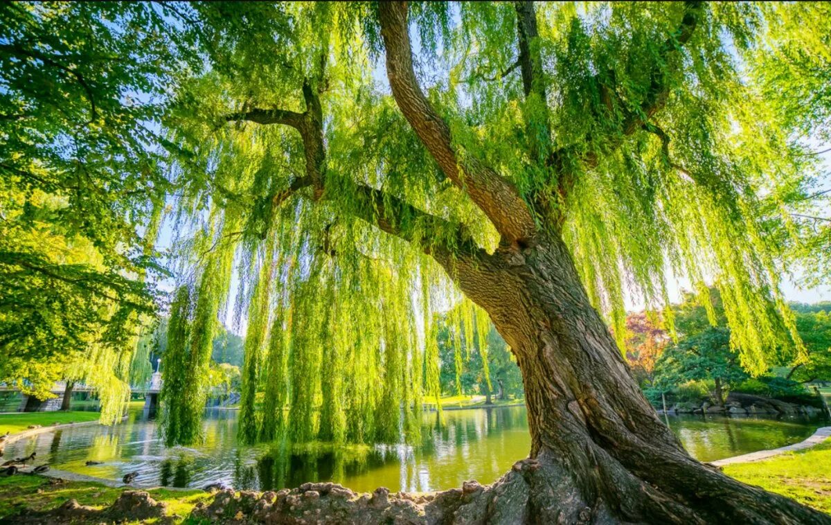 ива плакучая тристис. ива белая (ветла) salix alba. ива ветла ракита. ива вавилонская (плакучая) (salix babylonica). ива белая пендула.