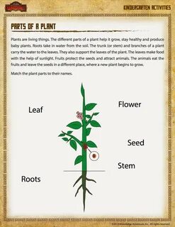 Plants task