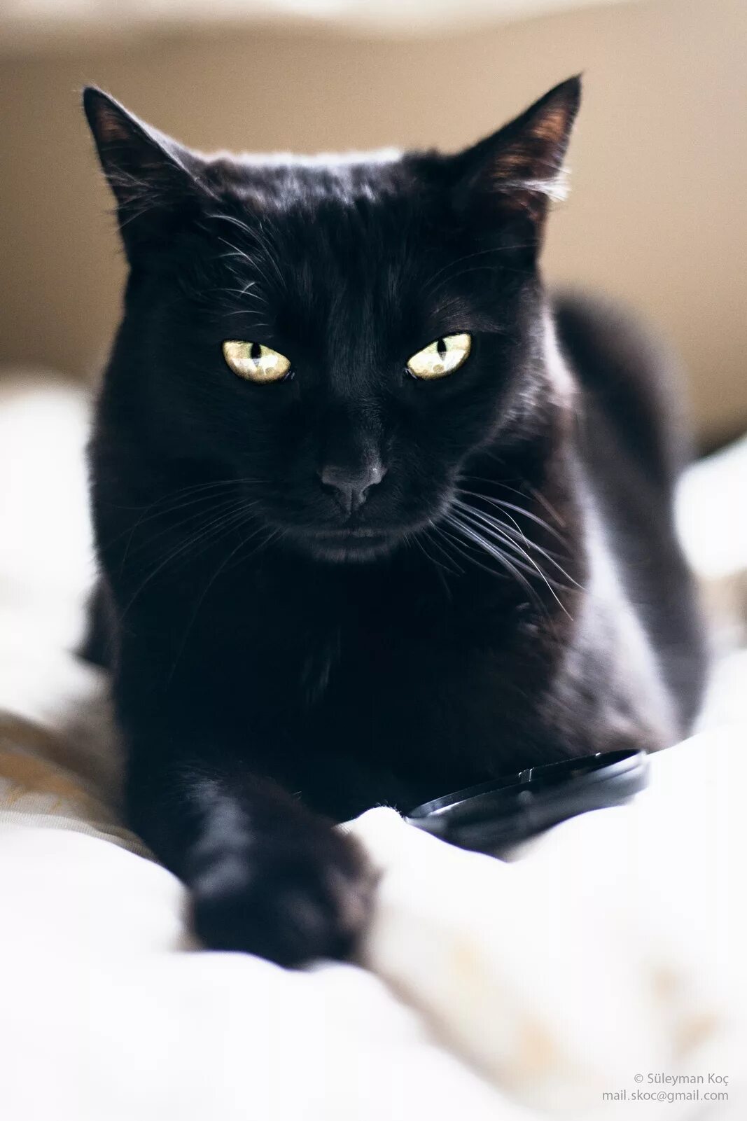 Бомбейская кошка черно белая. Американская короткошёрстная кошка черная. Европейская короткошерстная кошка черная. Американская короткошёрстная кошка черно белая. Белый галстук у черного кота 7 букв