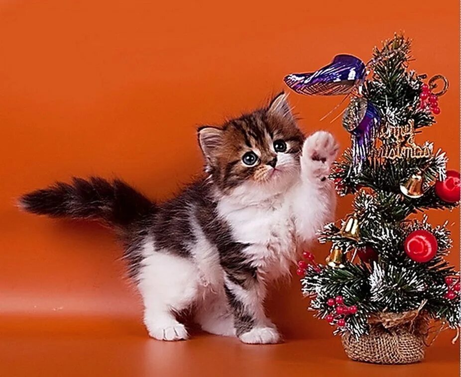 Новогодний кот. Новогодние котята. Новогодние котята. Кот новый год. Новогодний кот.
